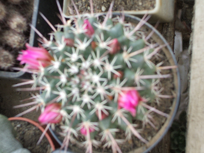 Mamillaria Melanocentra