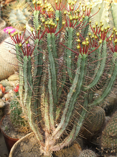 Euphorbia