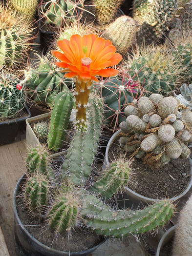 Echinocereus Salm-Dykianus