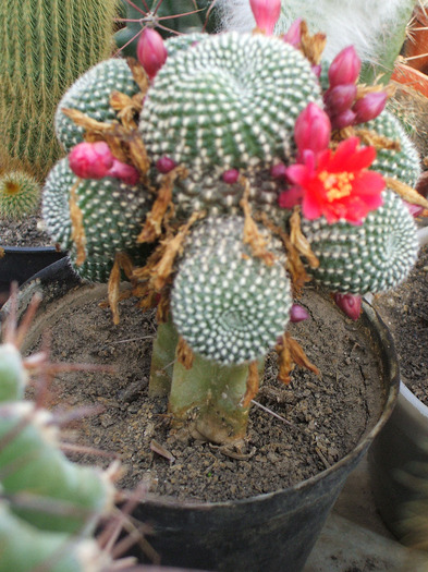 Rebutia krainsiana