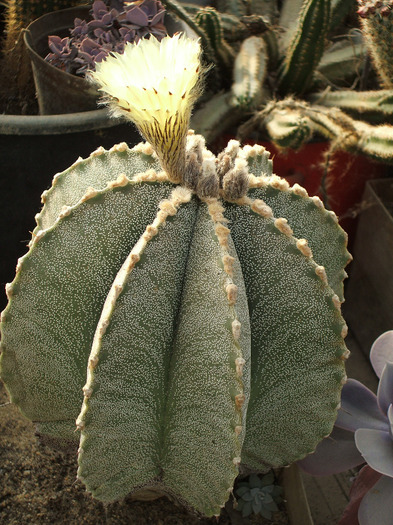 Astrophitum Ornatum hb