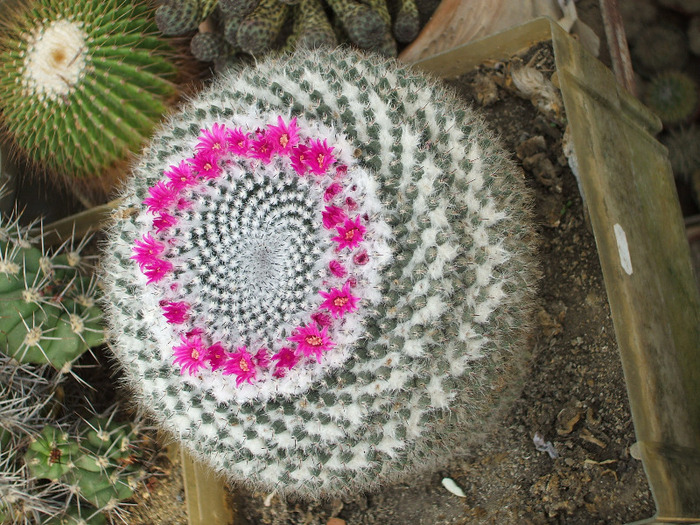 Mamillaria Bocensis