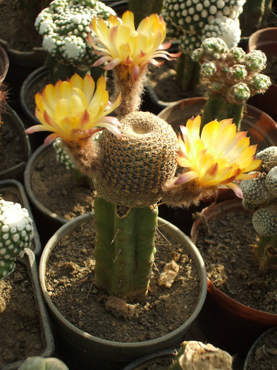 Reicherocactus pseudoecheianus