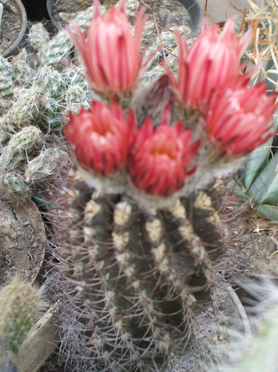 Neochilenia jusieui