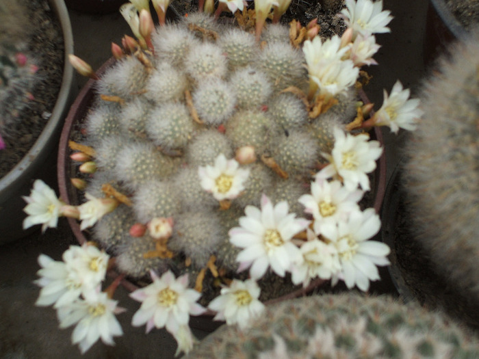 Aylostera albiflora