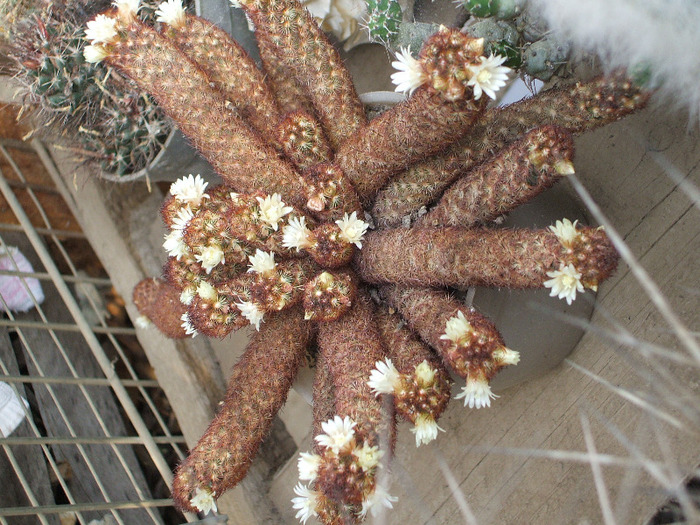 Mamillaria Elongata Anguineea