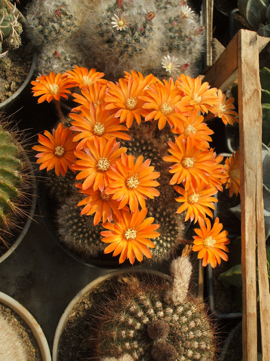 Mediolobivia flavistyla