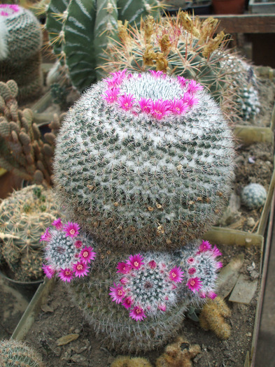 Mamillaria bocensis 2