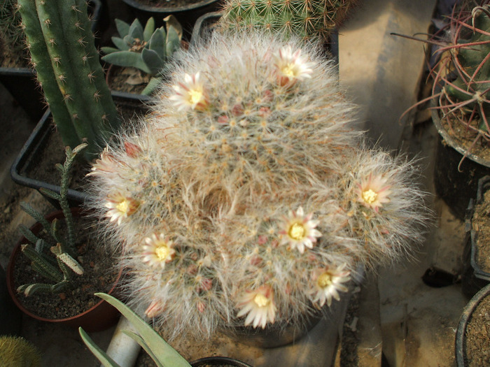 Mamillaria Bocasana