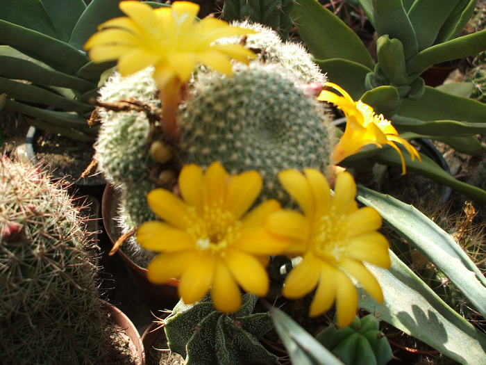 rebutia krainsiana (floare galbena)