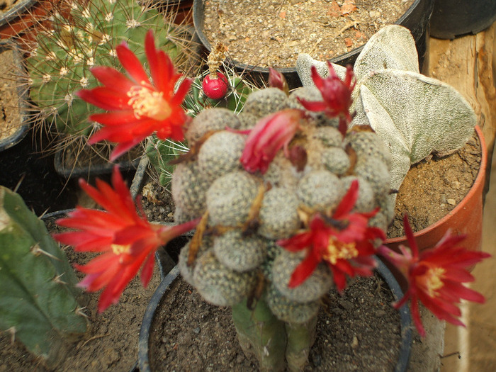 Aylostera condorensis - colectia mea de cactusi