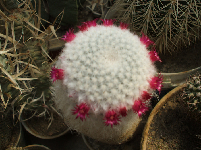 Mamillaria albilanata - colectia mea de cactusi