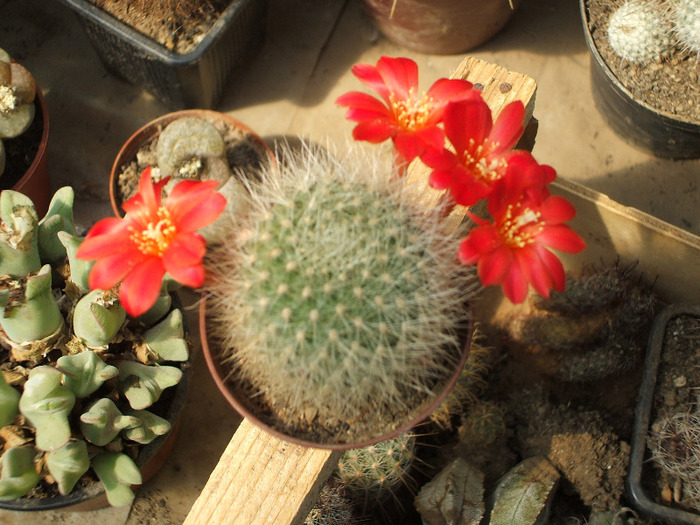 Rebutia senilis - colectia mea de cactusi