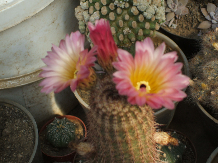 Notocactus rutilans - colectia mea de cactusi