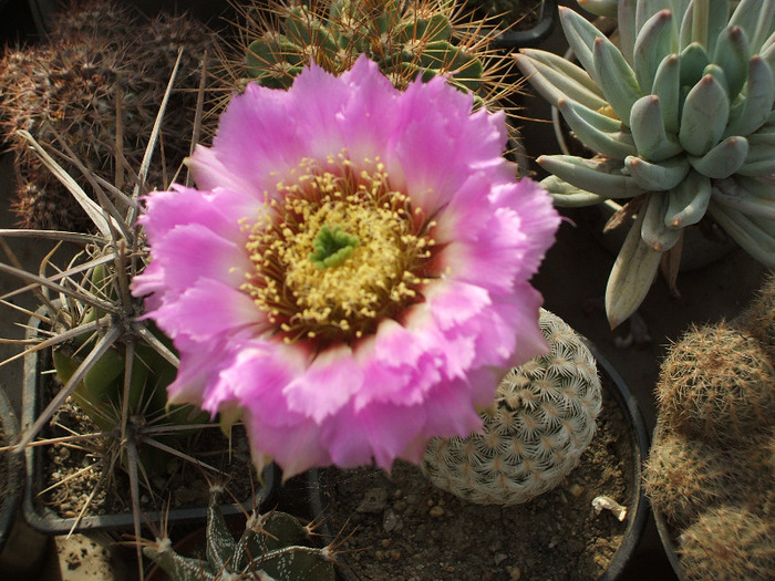 Echinocereus bailey v albispinum