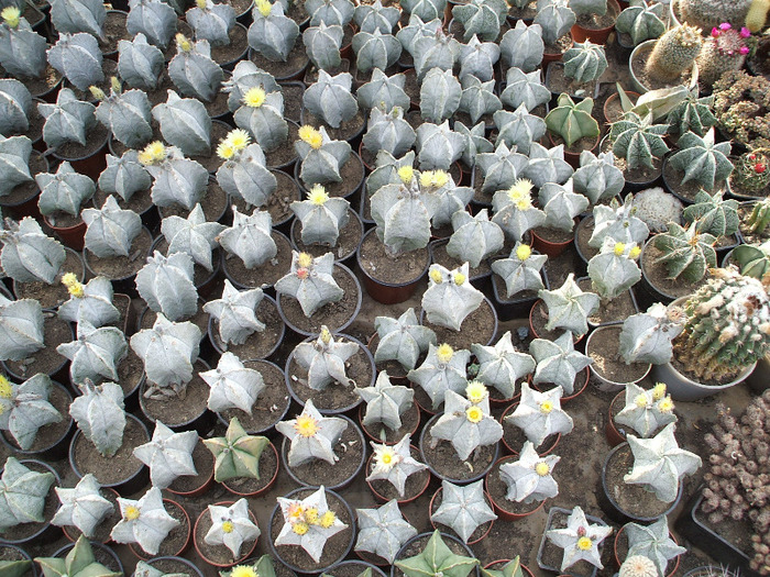 grup Astrophitum - colectia mea de cactusi