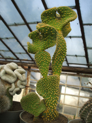 Opuntia microdasys f cristata - colectia mea de cactusi