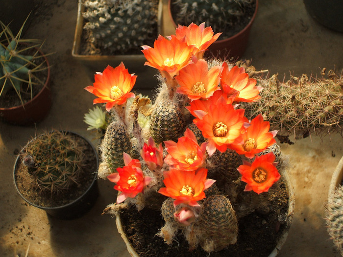 Mediolobivia haagiei - colectia mea de cactusi