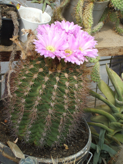 Acantocalycium violaceum - colectia mea de cactusi
