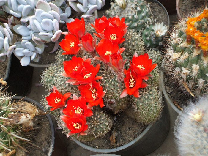Aylostera kupperiana - colectia mea de cactusi