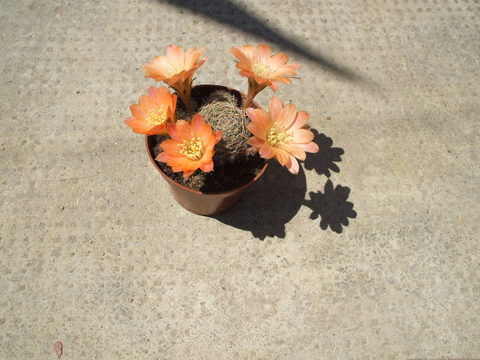 Mediolobivia - colectia mea de cactusi