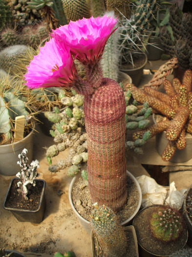 Echinocereus rigidisimus v. rubispinus - colectia mea de cactusi