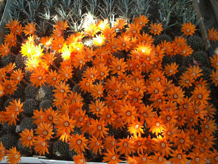 Mediolobivia flavistyla grup - colectia mea de cactusi
