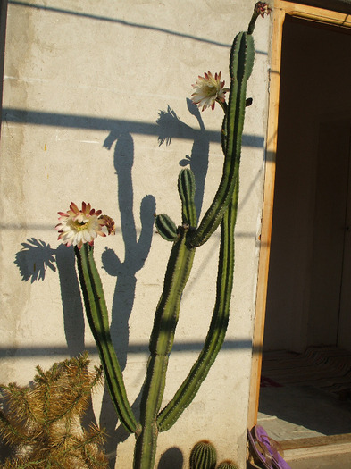 Cereus peruvianus - colectia mea de cactusi