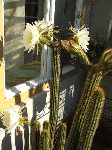 Trichocereus spachianus - colectia mea de cactusi