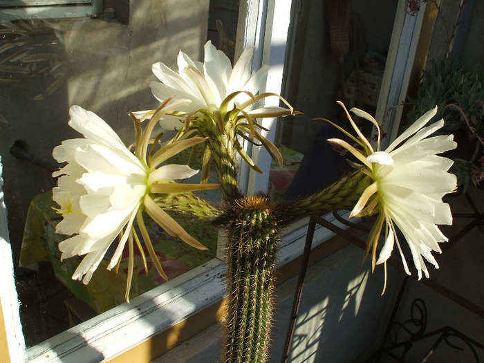 Trichocereus spachianus 2 - colectia mea de cactusi
