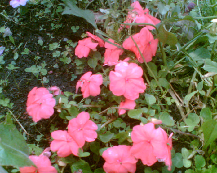 Imag004 - gradina 2011
