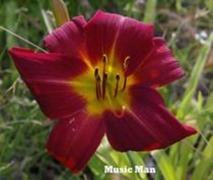 EPUIZAT Arselia-51. Music Man, 18 lei, 50cm