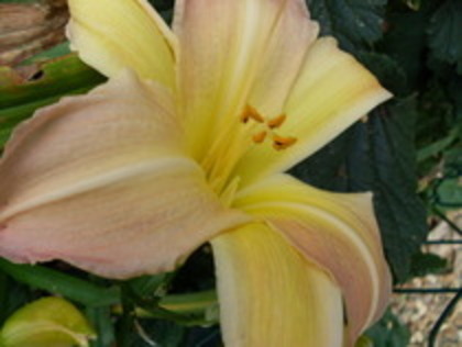 EPUIZAT Arselia-54. Nob Hill, 14 lei, 110cm