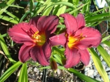 64. Rhond de Nuit 14 lei, 50 cm