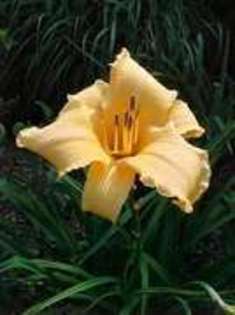 EPUIZAT Kinga-69. Secret Ways 14 lei, 80cm