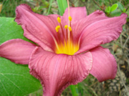 71. Summer Wine, 18 lei, 55cm