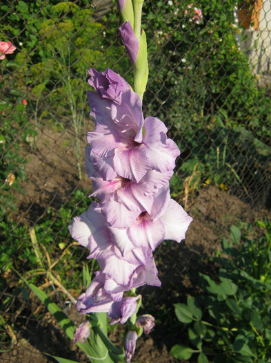 Gladiole 4