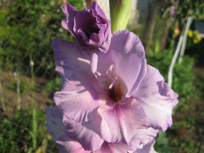 Gladiole 5