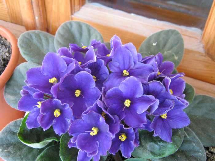 Violete 20 - violete