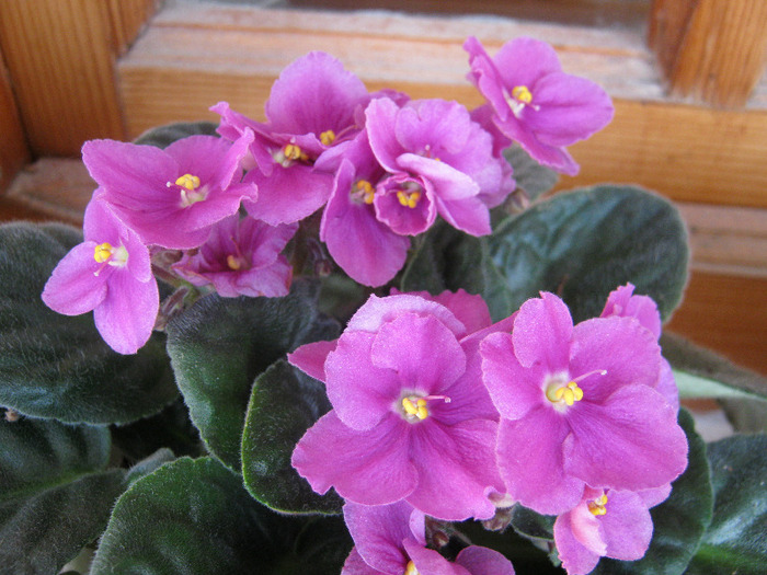 Violete 21 - violete