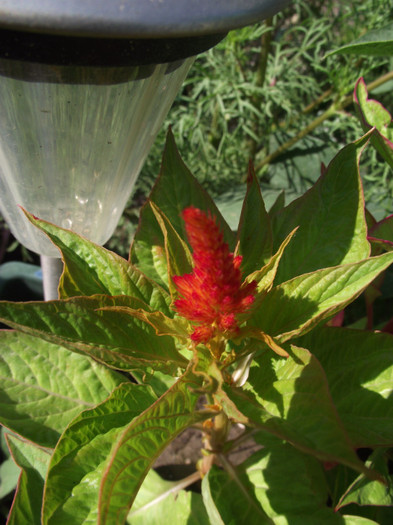 motul curcanului pitic de la d-na Mirela