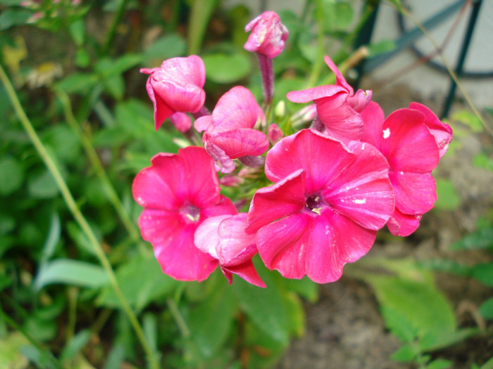 "Septemberglut",phlox rosu,10.07.2011