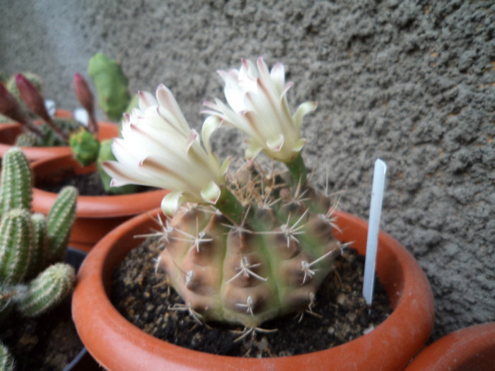 Gymno cu flori - Cactusi si suculente 2011