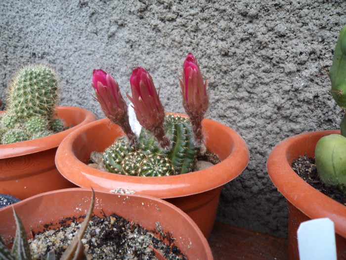 Lobivia - Cactusi si suculente 2011
