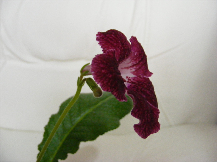  - streptocarpus PHOEBE