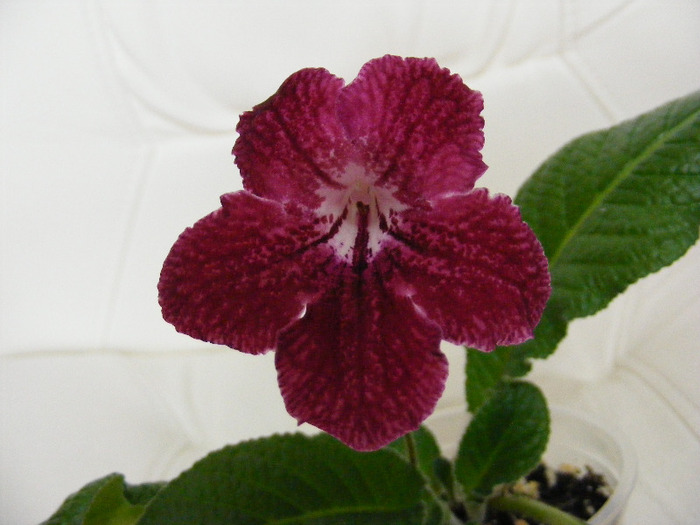  - streptocarpus PHOEBE