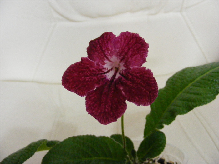  - streptocarpus PHOEBE