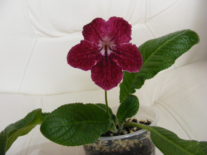  - streptocarpus PHOEBE