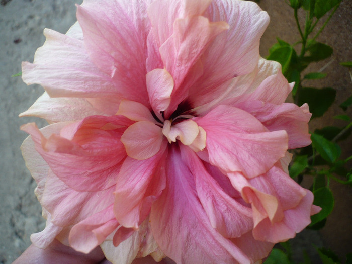 P1080613 - HIBISCUSI 2011-1