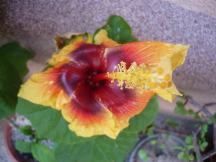 P1080615 - HIBISCUSI 2011-1